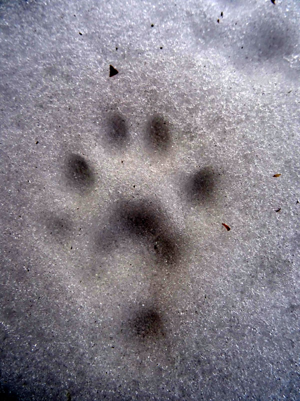 ...........Mustelidae